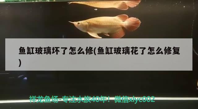 魚(yú)缸玻璃壞了怎么修(魚(yú)缸玻璃花了怎么修復(fù)) 非洲象鼻魚(yú)