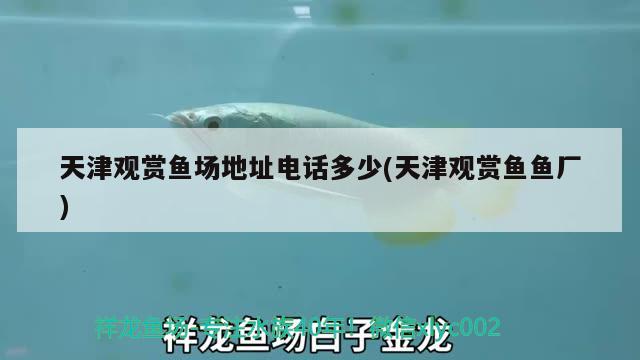 天津觀賞魚場地址電話多少(天津觀賞魚魚廠)