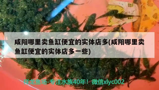 咸陽哪里賣魚缸便宜的實體店多(咸陽哪里賣魚缸便宜的實體店多一些) 巴西亞魚