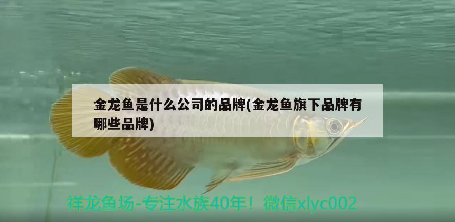 金龍魚是什么公司的品牌(金龍魚旗下品牌有哪些品牌) 黃金招財貓魚