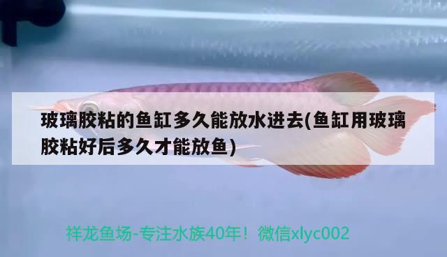 玻璃膠粘的魚缸多久能放水進去(魚缸用玻璃膠粘好后多久才能放魚)