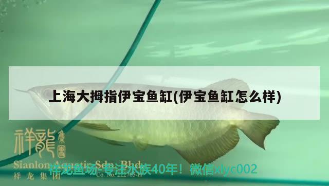 上海大拇指伊寶魚缸(伊寶魚缸怎么樣) 魚缸風水