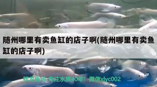 隨州哪里有賣魚(yú)缸的店子啊(隨州哪里有賣魚(yú)缸的店子啊) 祥龍龍魚(yú)專用水族燈