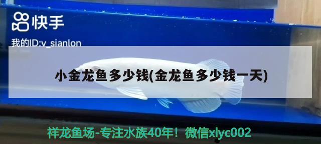 小金龍魚多少錢(金龍魚多少錢一天) 委內(nèi)瑞拉奧里諾三間魚苗