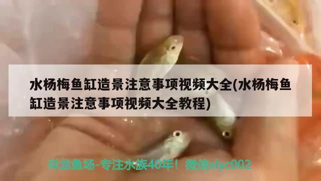 水楊梅魚缸造景注意事項視頻大全(水楊梅魚缸造景注意事項視頻大全教程) 斯維尼關(guān)刀魚