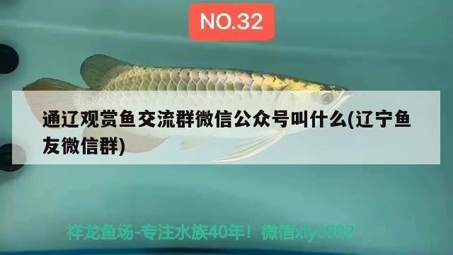 通遼觀賞魚交流群微信公眾號(hào)叫什么(遼寧魚友微信群) 短身紅龍魚