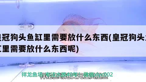 皇冠狗頭魚缸里需要放什么東西(皇冠狗頭魚缸里需要放什么東西呢)