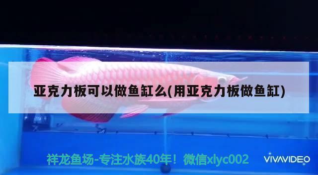 亞克力板可以做魚缸么(用亞克力板做魚缸) 野生地圖魚