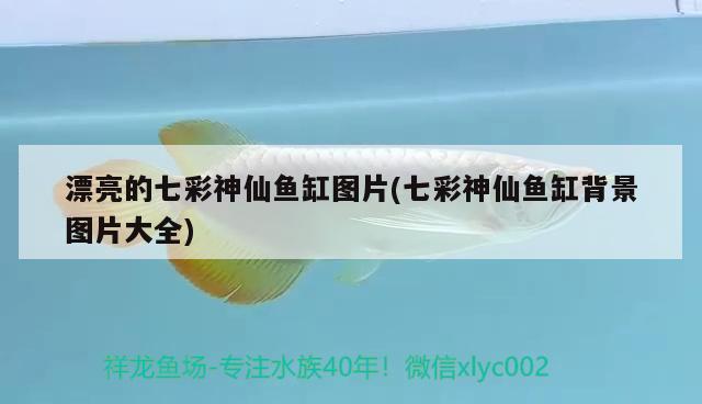 漂亮的七彩神仙魚(yú)缸圖片(七彩神仙魚(yú)缸背景圖片大全) 七彩神仙魚(yú)