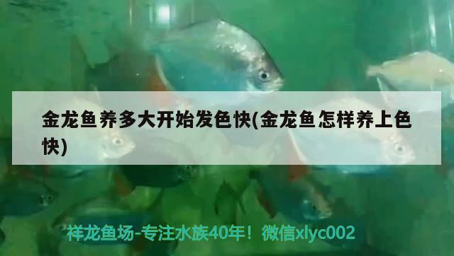 金龍魚養(yǎng)多大開(kāi)始發(fā)色快(金龍魚怎樣養(yǎng)上色快)