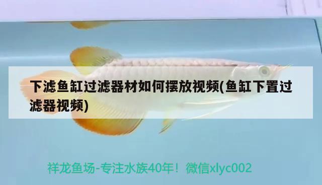 下濾魚缸過濾器材如何擺放視頻(魚缸下置過濾器視頻)