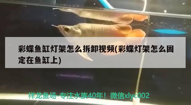 彩蝶魚(yú)缸燈架怎么拆卸視頻(彩蝶燈架怎么固定在魚(yú)缸上)