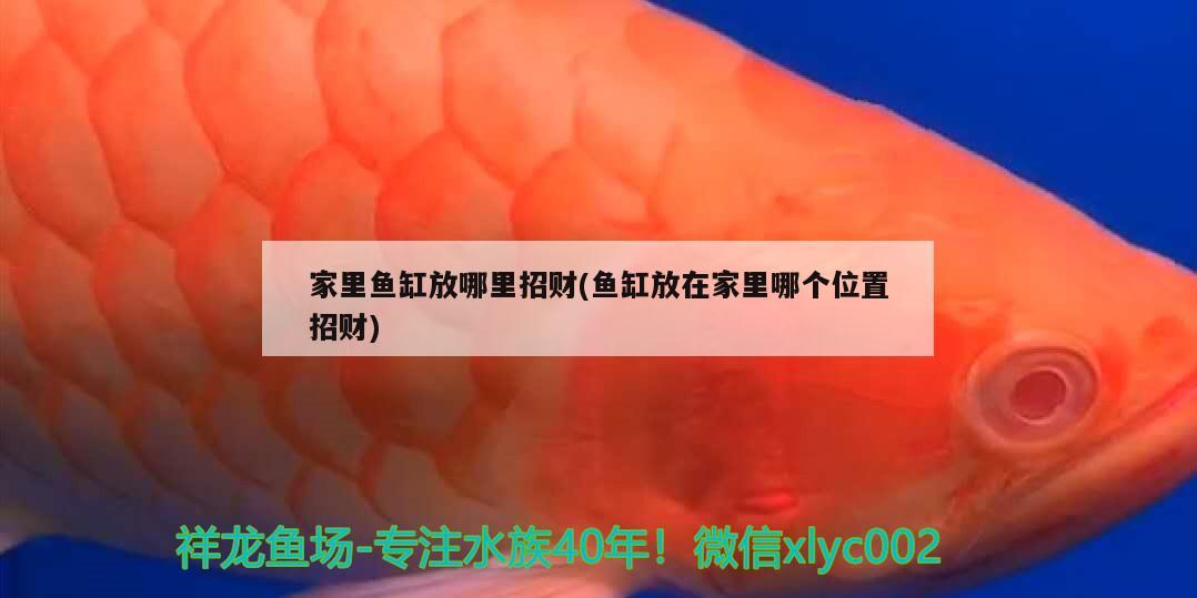 家里魚缸放哪里招財(魚缸放在家里哪個位置招財) 黃金河虎魚