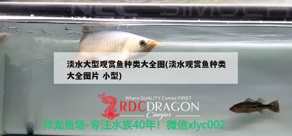 淡水大型觀賞魚種類大全圖(淡水觀賞魚種類大全圖片小型)