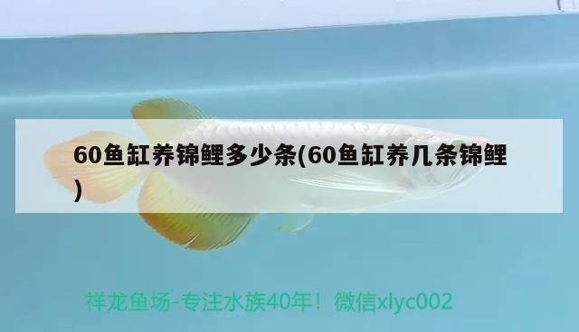 60魚缸養(yǎng)錦鯉多少條(60魚缸養(yǎng)幾條錦鯉) 觀賞魚市場（混養(yǎng)魚）