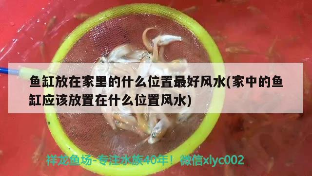 魚缸放在家里的什么位置最好風(fēng)水(家中的魚缸應(yīng)該放置在什么位置風(fēng)水) 魚缸風(fēng)水