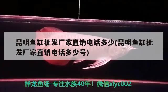 昆明魚缸批發(fā)廠家直銷電話多少(昆明魚缸批發(fā)廠家直銷電話多少號)