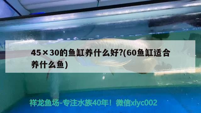 45×30的魚缸養(yǎng)什么好?(60魚缸適合養(yǎng)什么魚)