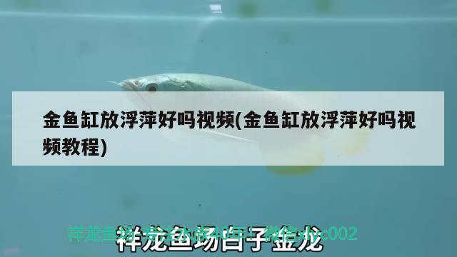 金魚缸放浮萍好嗎視頻(金魚缸放浮萍好嗎視頻教程) 豹紋夫魚苗