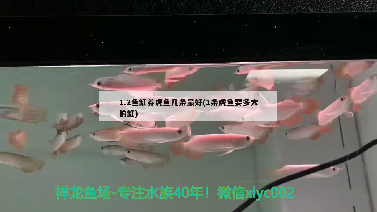 1.2魚(yú)缸養(yǎng)虎魚(yú)幾條最好(1條虎魚(yú)要多大的缸)