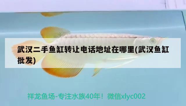 武漢二手魚(yú)缸轉(zhuǎn)讓電話地址在哪里(武漢魚(yú)缸批發(fā)) 月光鴨嘴魚(yú)