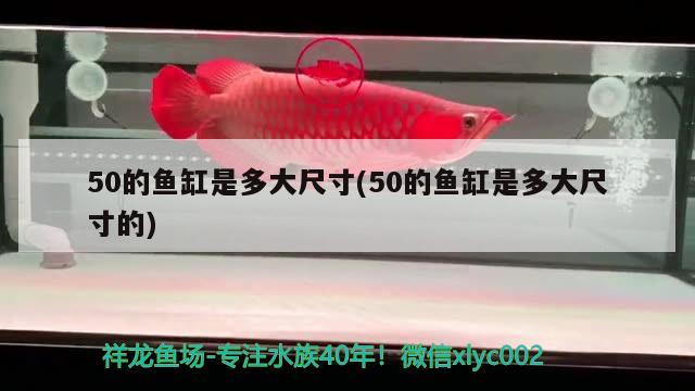 50的魚(yú)缸是多大尺寸(50的魚(yú)缸是多大尺寸的) 廣州水族器材濾材批發(fā)市場(chǎng) 第2張