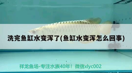 洗完魚缸水變渾了(魚缸水變渾怎么回事) 蘇虎苗（蘇門答臘虎魚苗）