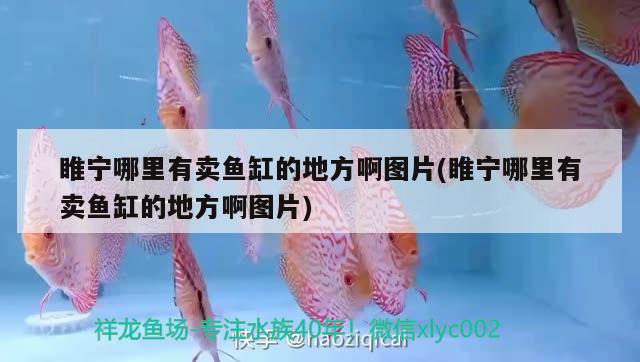 睢寧哪里有賣魚缸的地方啊圖片(睢寧哪里有賣魚缸的地方啊圖片) 印尼虎苗