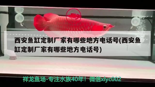 西安魚缸定制廠家有哪些地方電話號(西安魚缸定制廠家有哪些地方電話號) BD魟魚