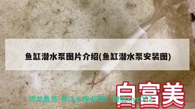 魚缸潛水泵圖片介紹(魚缸潛水泵安裝圖) 蘇虎