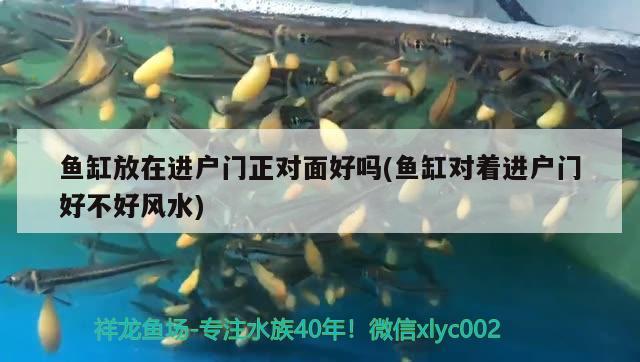 魚缸放在進(jìn)戶門正對面好嗎(魚缸對著進(jìn)戶門好不好風(fēng)水) 魚缸風(fēng)水