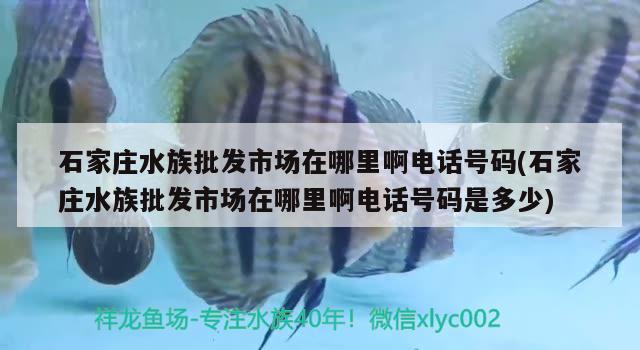 石家莊水族批發(fā)市場在哪里啊電話號碼(石家莊水族批發(fā)市場在哪里啊電話號碼是多少)