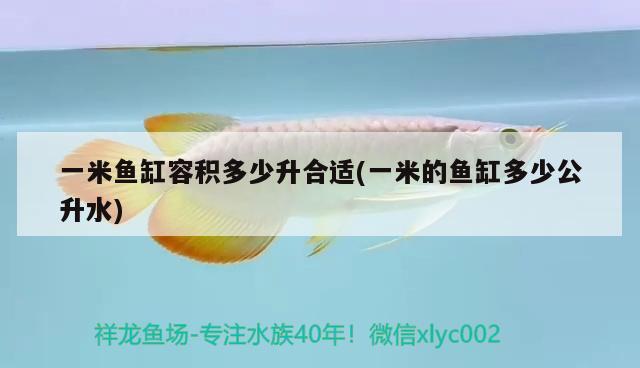 一米魚缸容積多少升合適(一米的魚缸多少公升水) 細線銀版魚