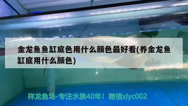 金龍魚魚缸底色用什么顏色最好看(養(yǎng)金龍魚缸底用什么顏色)