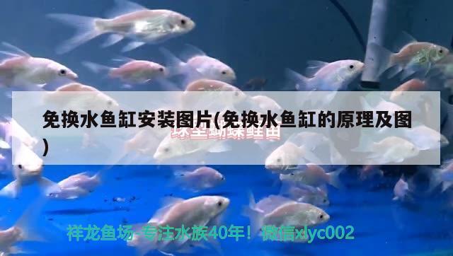 免換水魚(yú)缸安裝圖片(免換水魚(yú)缸的原理及圖)