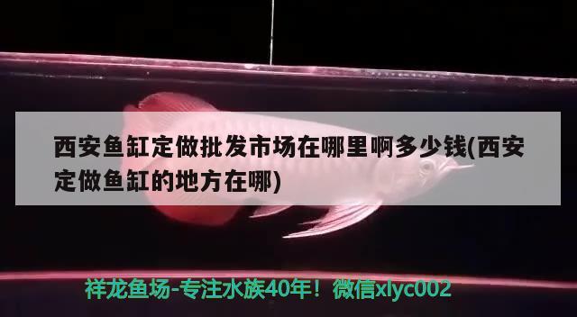 西安魚缸定做批發(fā)市場在哪里啊多少錢(西安定做魚缸的地方在哪) 野生埃及神仙魚