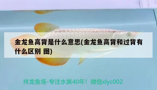 金龍魚高背是什么意思(金龍魚高背和過背有什么區(qū)別圖)