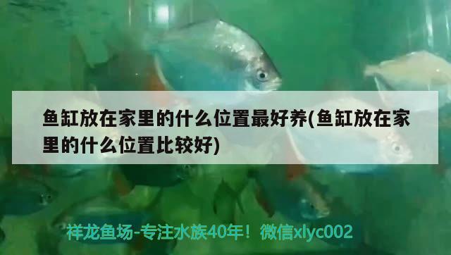 魚缸放在家里的什么位置最好養(yǎng)(魚缸放在家里的什么位置比較好) 大嘴鯨魚