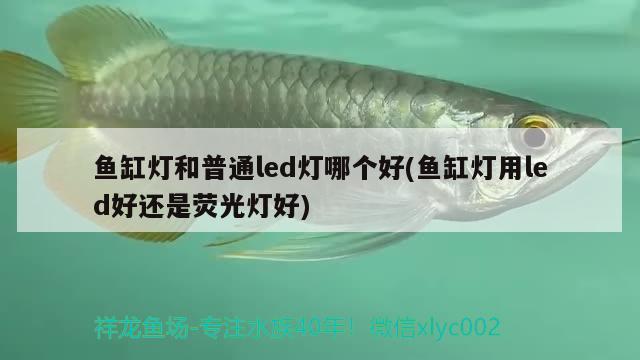 魚缸燈和普通led燈哪個(gè)好(魚缸燈用led好還是熒光燈好)