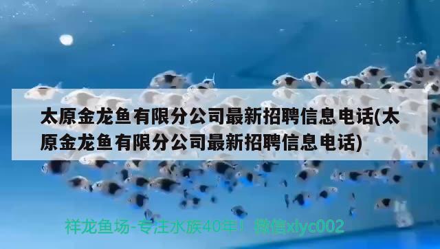 太原金龍魚有限分公司最新招聘信息電話(太原金龍魚有限分公司最新招聘信息電話) ?；?異型虎魚/純色虎魚