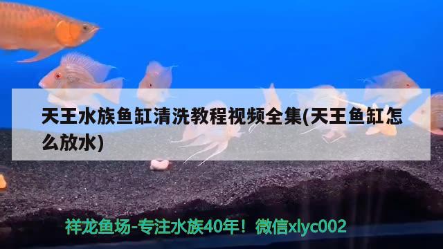 天王水族魚(yú)缸清洗教程視頻全集(天王魚(yú)缸怎么放水) 黃金達(dá)摩魚(yú)