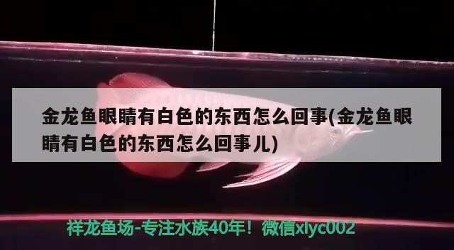 金龍魚眼睛有白色的東西怎么回事(金龍魚眼睛有白色的東西怎么回事兒) 女王大帆魚