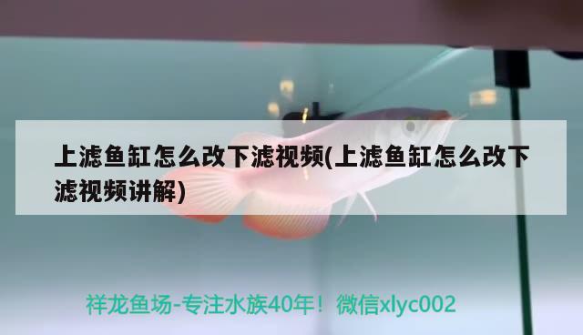 上濾魚缸怎么改下濾視頻(上濾魚缸怎么改下濾視頻講解) 廣州祥龍國際水族貿(mào)易