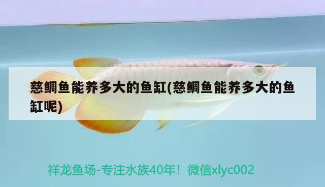 慈鯛魚能養(yǎng)多大的魚缸(慈鯛魚能養(yǎng)多大的魚缸呢) 觀賞魚市場(chǎng) 第2張