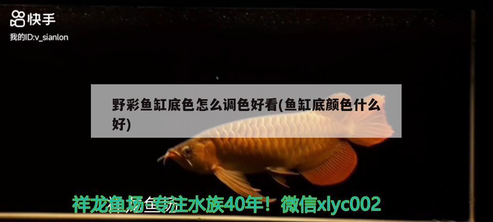 野彩魚缸底色怎么調(diào)色好看(魚缸底顏色什么好)