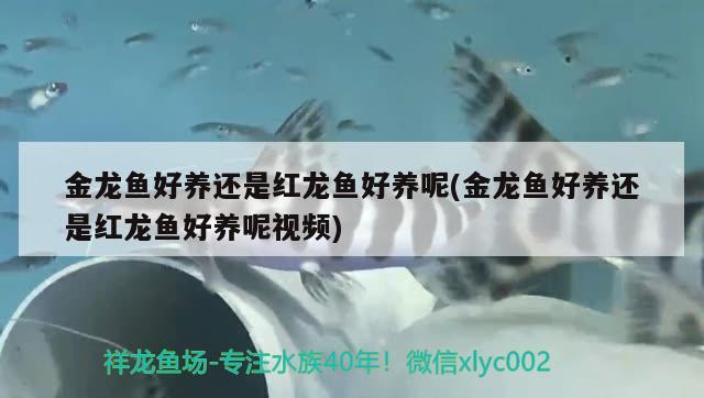 金龍魚(yú)好養(yǎng)還是紅龍魚(yú)好養(yǎng)呢(金龍魚(yú)好養(yǎng)還是紅龍魚(yú)好養(yǎng)呢視頻)