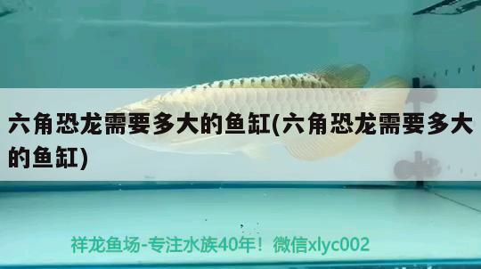 六角恐龍需要多大的魚缸(六角恐龍需要多大的魚缸) 檸檬鯽 第2張