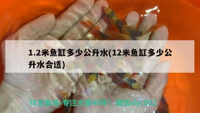 1.2米魚缸多少公升水(12米魚缸多少公升水合適) 黃吉金龍（白子金龍魚）