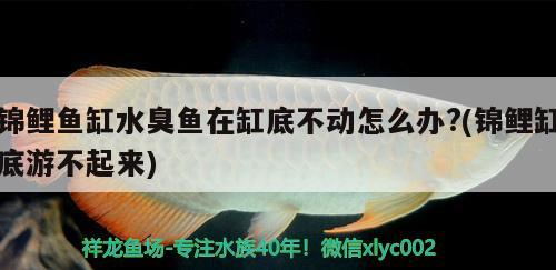 錦鯉魚缸水臭魚在缸底不動怎么辦?(錦鯉缸底游不起來) 印尼虎苗