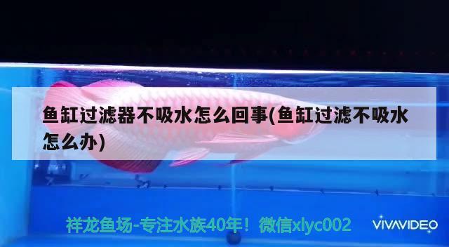 魚(yú)缸過(guò)濾器不吸水怎么回事(魚(yú)缸過(guò)濾不吸水怎么辦)